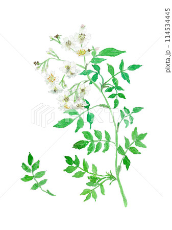 ノイバラ　Rosa multiflora 114534445