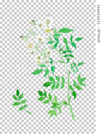 ノイバラ　Rosa multiflora 114534445