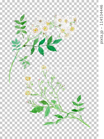 ノイバラ　Rosa multiflora 114534446