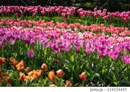 オランダキューケンホフ公園のチューリップ オランダキューケンホフ公園のチューリップ 114534447
