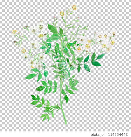 ノイバラ　Rosa multiflora 114534448