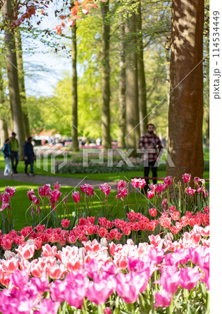 オランダキューケンホフ公園のチューリップ 114534449