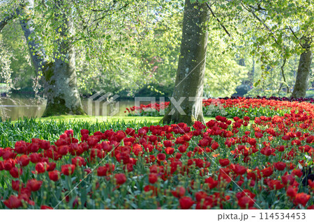 オランダキューケンホフ公園のチューリップ 114534453