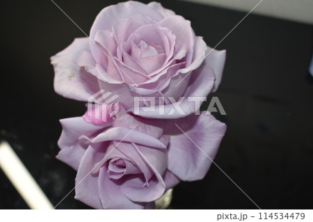 淡い紫の薔薇が咲いています 淡い紫の薔薇が咲いています 114534479