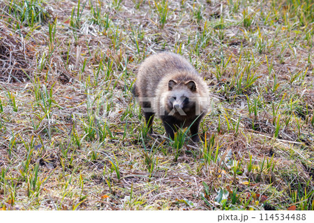 もふもふで可愛いホンドタヌキ（イヌ科）。日本国千葉県にて。2024年冬撮影。 114534488