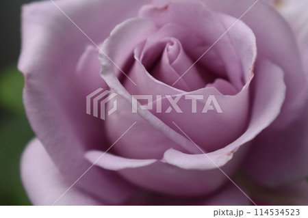 薄紫色の薔薇が咲いています 114534523