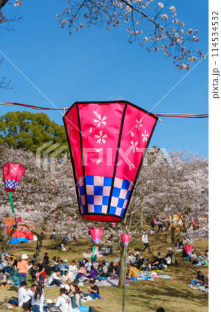 桜まつりのぼんぼり 桜まつりのぼんぼり 114534532