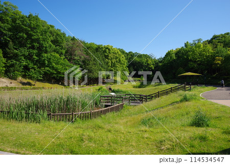 鮮やかな新緑の公園「四日市南部丘陵公園・南ゾーン・ビオトープ」 114534547