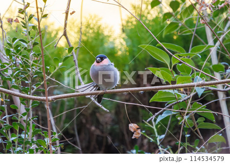 毛づくろいをする可愛いウソ(アトリ科)。日本国千葉県にて。2024年冬撮影。 毛づくろいをする可愛いウソ(アトリ科)。日本国千葉県にて。2024年冬撮影。 114534579