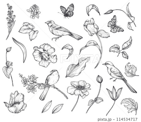 Set of hand drawn vector spring garden flowers and leaves, birds, butterflies in black and white sketch style 114534717