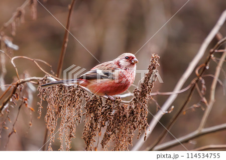 食事中の可愛いベニマシコ(アトリ科)。日本国神奈川県にて。2024年冬撮影。 食事中の可愛いベニマシコ(アトリ科)。日本国神奈川県にて。2024年冬撮影。 114534755
