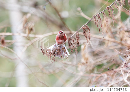 羽繕いをする可愛いベニマシコ(アトリ科)。日本国神奈川県にて。2024年冬撮影。 羽繕いをする可愛いベニマシコ(アトリ科)。日本国神奈川県にて。2024年冬撮影。 114534758