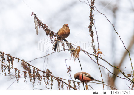 食事をするために飛び回る可愛いベニマシコ（アトリ科）のペア。日本国神奈川県にて。2024年冬撮影。 114534766