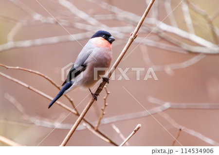 食事中の可愛いアカウソ（アトリ科）。日本国神奈川県にて。2024年冬撮影。 114534906