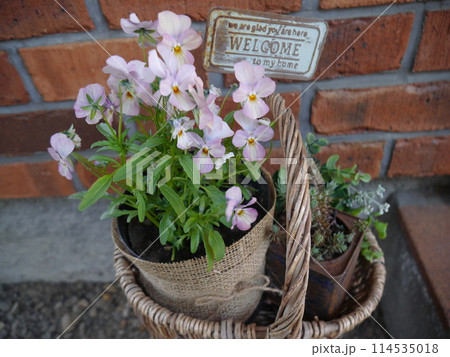 くすみカラーのビオラの鉢植えの写真素材 [114535018] - PIXTA