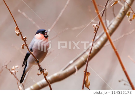 食事中の可愛いアカウソ(アトリ科)。日本国神奈川県にて。2024年冬撮影。 食事中の可愛いアカウソ(アトリ科)。日本国神奈川県にて。2024年冬撮影。 114535178