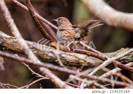可愛いカヤクグリ（イワヒバリ科）。日本国神奈川県にて。2024年冬撮影。 114535194