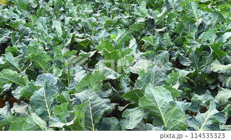 青々緑の野菜畑 114535323