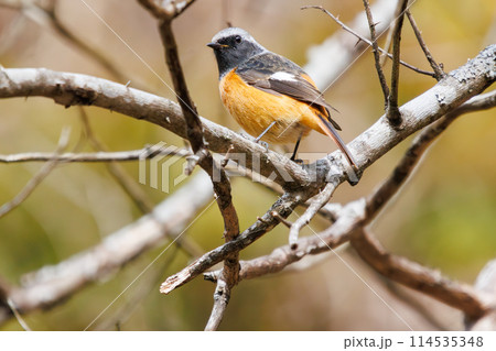 さえずる可愛いジョウビタキ(ヒタキ科)。日本国神奈川県にて。2024年冬撮影。 さえずる可愛いジョウビタキ(ヒタキ科)。日本国神奈川県にて。2024年冬撮影。 114535348