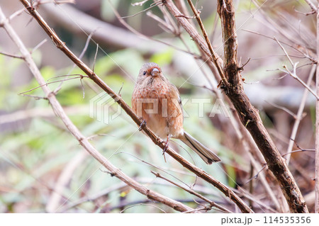 食事中の可愛いベニマシコ(アトリ科)。日本国神奈川県にて。2024年冬撮影。 食事中の可愛いベニマシコ(アトリ科)。日本国神奈川県にて。2024年冬撮影。 114535356