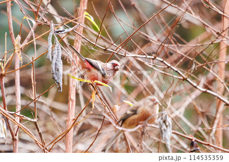 食事をするために飛び回る可愛いベニマシコ(アトリ科)のペア。 食事をするために飛び回る可愛いベニマシコ(アトリ科)のペア。 114535359