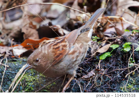 可愛いカヤクグリ（イワヒバリ科）。日本国神奈川県にて。2024年冬撮影。 114535518