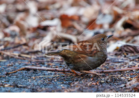 可愛いカヤクグリ（イワヒバリ科）。日本国神奈川県にて。2024年冬撮影。 114535524