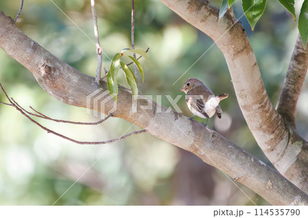 餌を探す尻尾が可愛いニシオジロビタキ（ヒタキ科）。日本国埼玉県にて。2023年冬撮影。 114535790