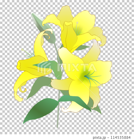 Yellow lily 114535884