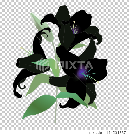 Black lily Black lily 114535887