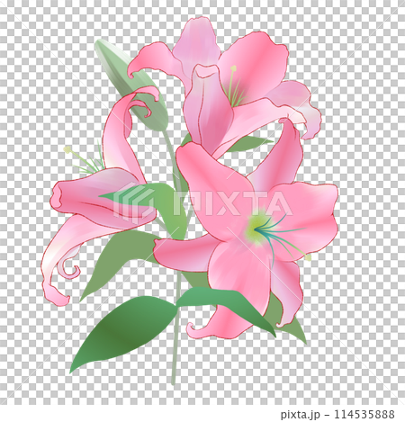 Lily of pink color 114535888