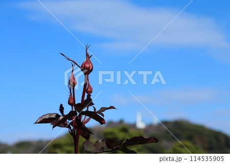 荒尾市 おもやい市民花壇 バラの花、 荒尾市 おもやい市民花壇 バラの花、 114535905
