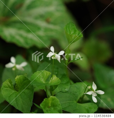 白いスミレの花 白いスミレの花 114536484