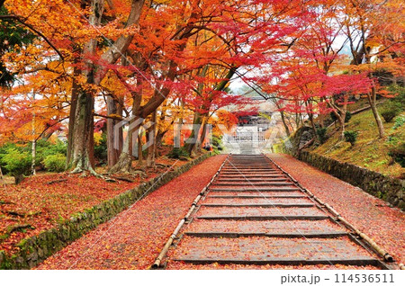 京都市　山科の毘沙門堂勅使門前参道を覆う色鮮やかな紅葉 114536511