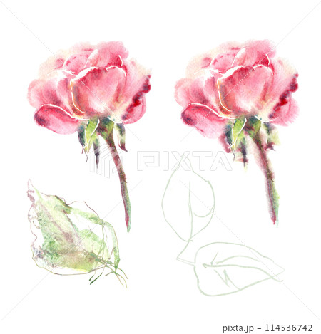 Watercolor set of pink roses with leaves hand painting floral illustration in collection garden flowers. Isolated on white background. Wedding floral design for bouquet, invitation, birthday postcard Watercolor set of pink roses with leaves hand painting floral illustration in collection garden flowers. Isolated on white background. Wedding floral design for bouquet, invitation, birthday postcard 114536742
