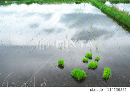 田植えの季節　近づく雨雲 114536825