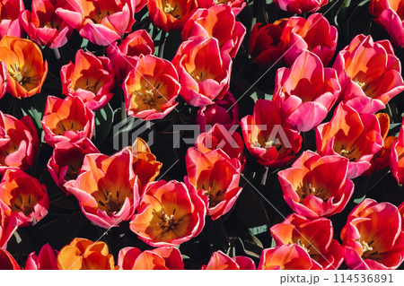 Pink Tulip flowers blooming in the garden field landscape. Beautiful spring garden with many red tulips outdoors. Blooming floral park in sunrise light. Stripped tulips growing in flourish meadow 114536891