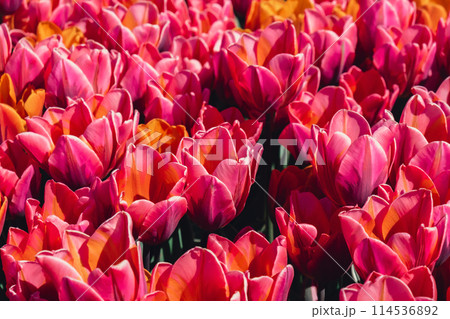Pink Tulip flowers blooming in the garden field landscape. Beautiful spring garden with many red tulips outdoors. Blooming floral park in sunrise light. Stripped tulips growing in flourish meadow 114536892