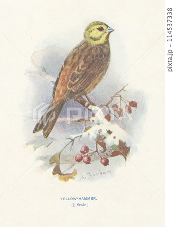 ヨーロッパ 鳥の図鑑 キアオジ ヨーロッパ 鳥の図鑑 キアオジ 114537338