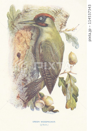 ヨーロッパ　鳥の図鑑　ヨーロッパアオゲラ 114537343