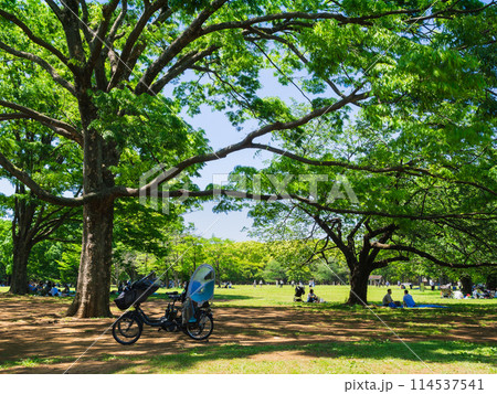 新緑と木漏れ日の公園 114537541