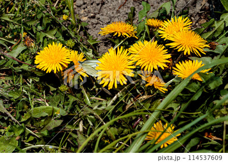 モンシロチョウ・タンポポ 114537609