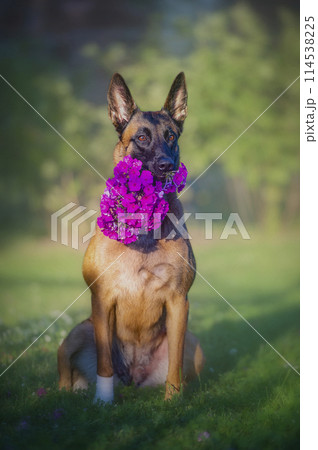 Belgian shepherd malinois dog sitting with bouquet of phlox Belgian shepherd malinois dog sitting with bouquet of phlox 114538225