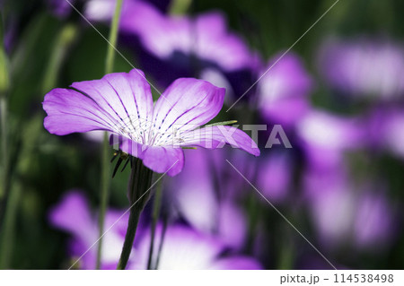 野原に咲くピンク色のムギセンノウの花 114538498
