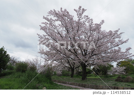 公園の桜 114538512