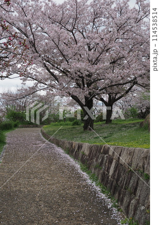 中央公園の桜 中央公園の桜 114538514