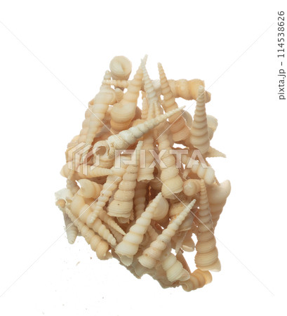 Seashell fall splashing in air. sea shell explosion flying, abstract cloud fly. Many Small cream spike Seashell scatter in many group. White background isolated high speed shutter freeze motion 114538626