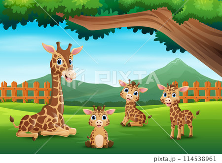 A group of giraffe enjoying in the beautiful nature A group of giraffe enjoying in the beautiful nature 114538961