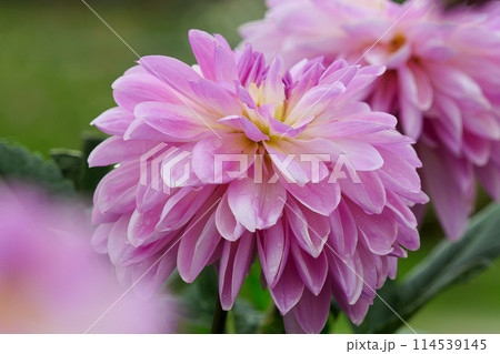 ダリア 114539145