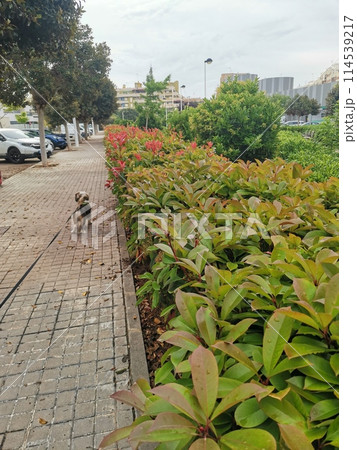 Walking along Alcala Galiano street in Puerto de Sagunto 114539217
